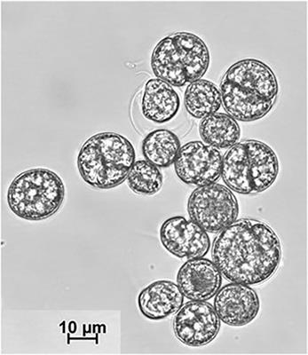 Separation of Heterotrophic Microalgae Crypthecodinium cohnii by Dielectrophoresis